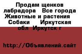 Продам щенков лабрадора - Все города Животные и растения » Собаки   . Иркутская обл.,Иркутск г.